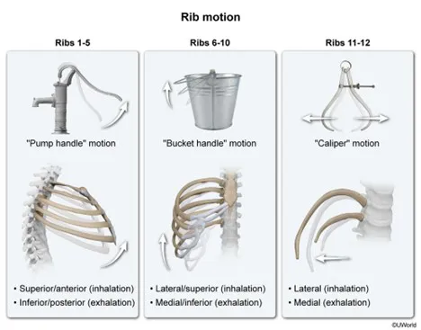 Rib pain and rib movement diagram