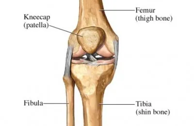 diagram of the knee joint